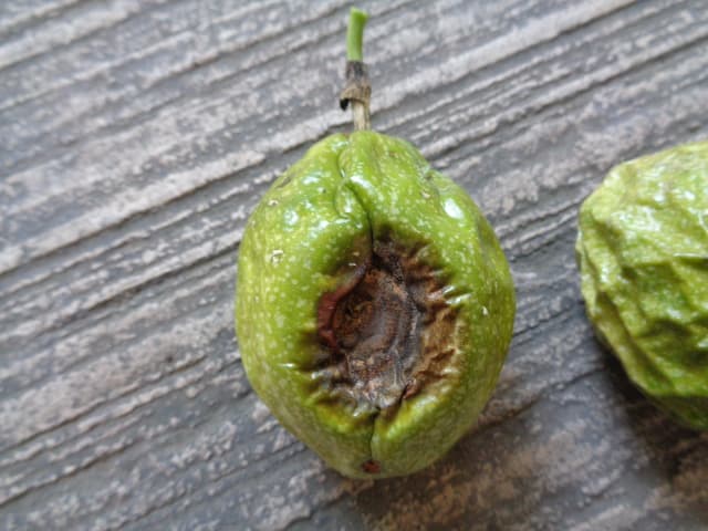 Sintomas de antracnosis en frutos