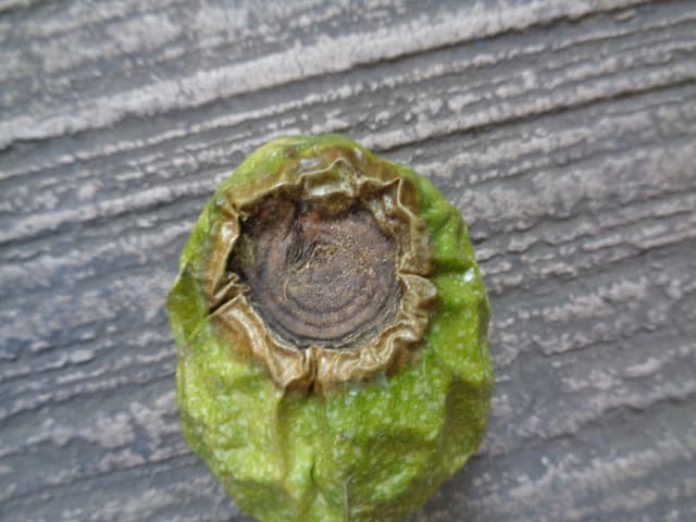 Antracnosis en fruto