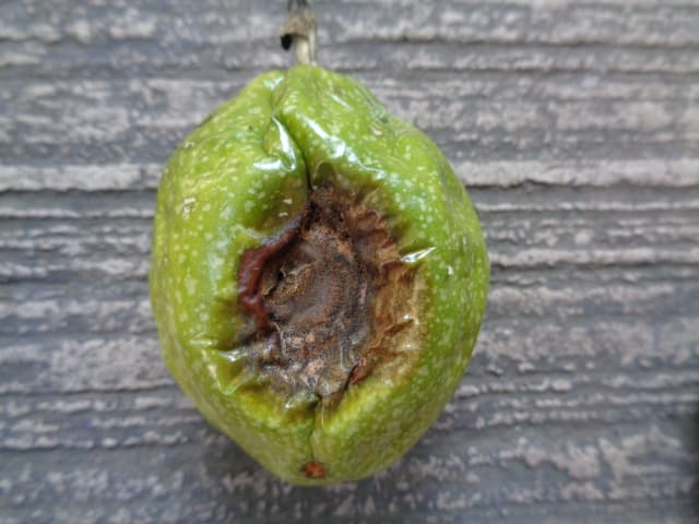 Sintomas de antracnosis en frutos