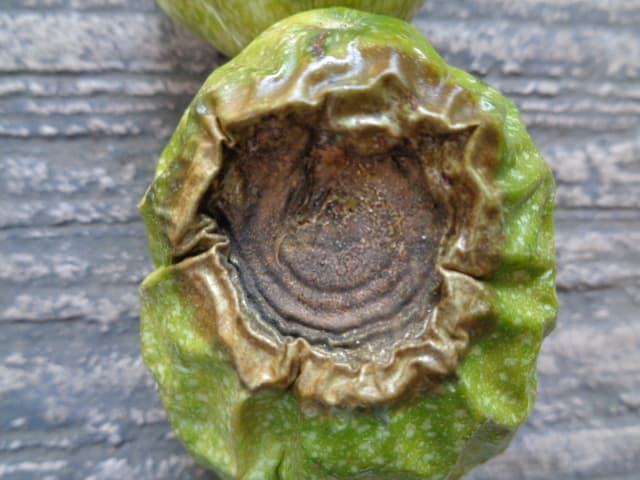 Antracnosis avanzada