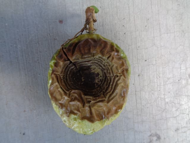 Antracnosis fruto maracuya