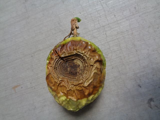 Dano severo antracnosis