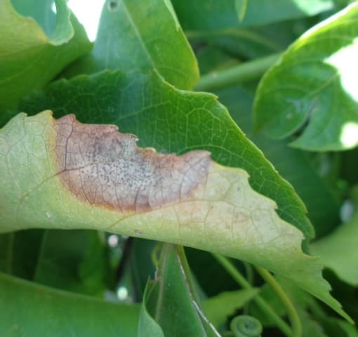 Sintomas en hojas de maracuya