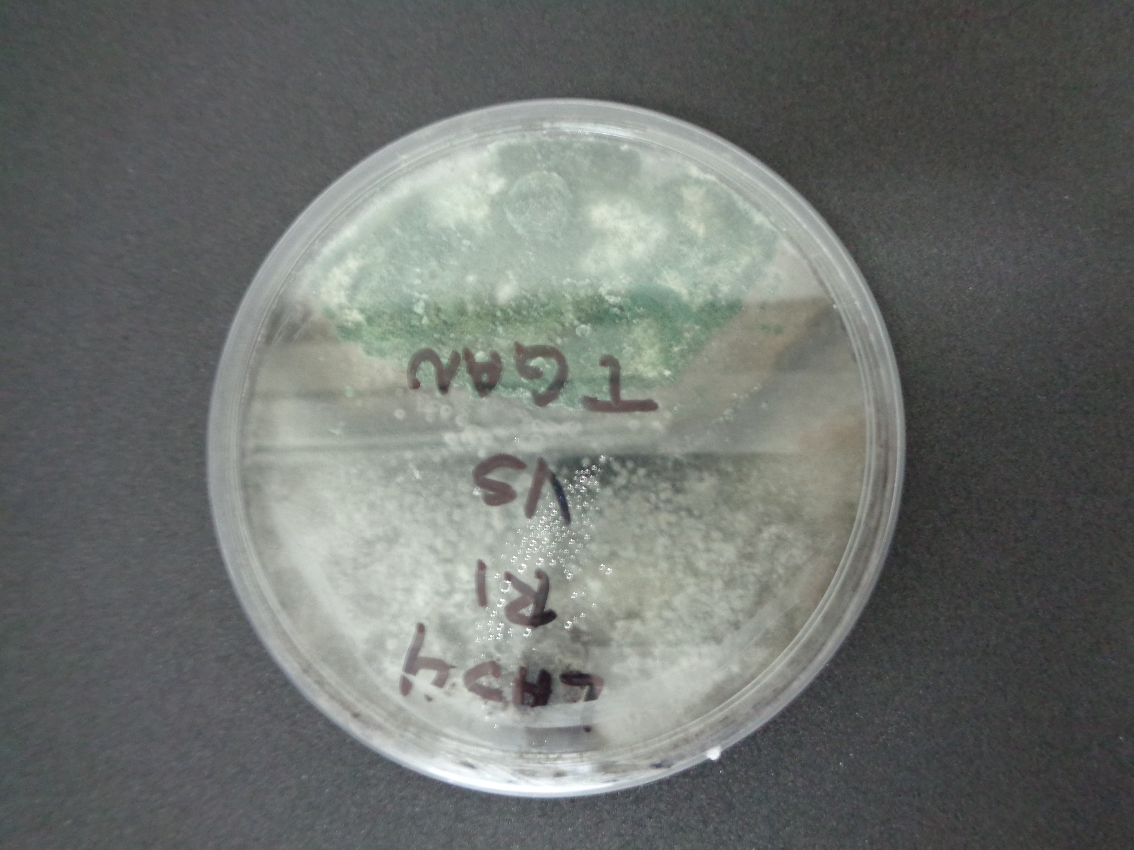 Colonia de Trichoderma en medio de cultivo