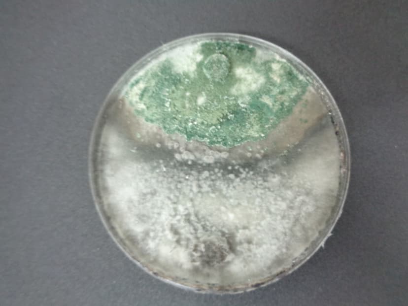 Colonia de Trichoderma