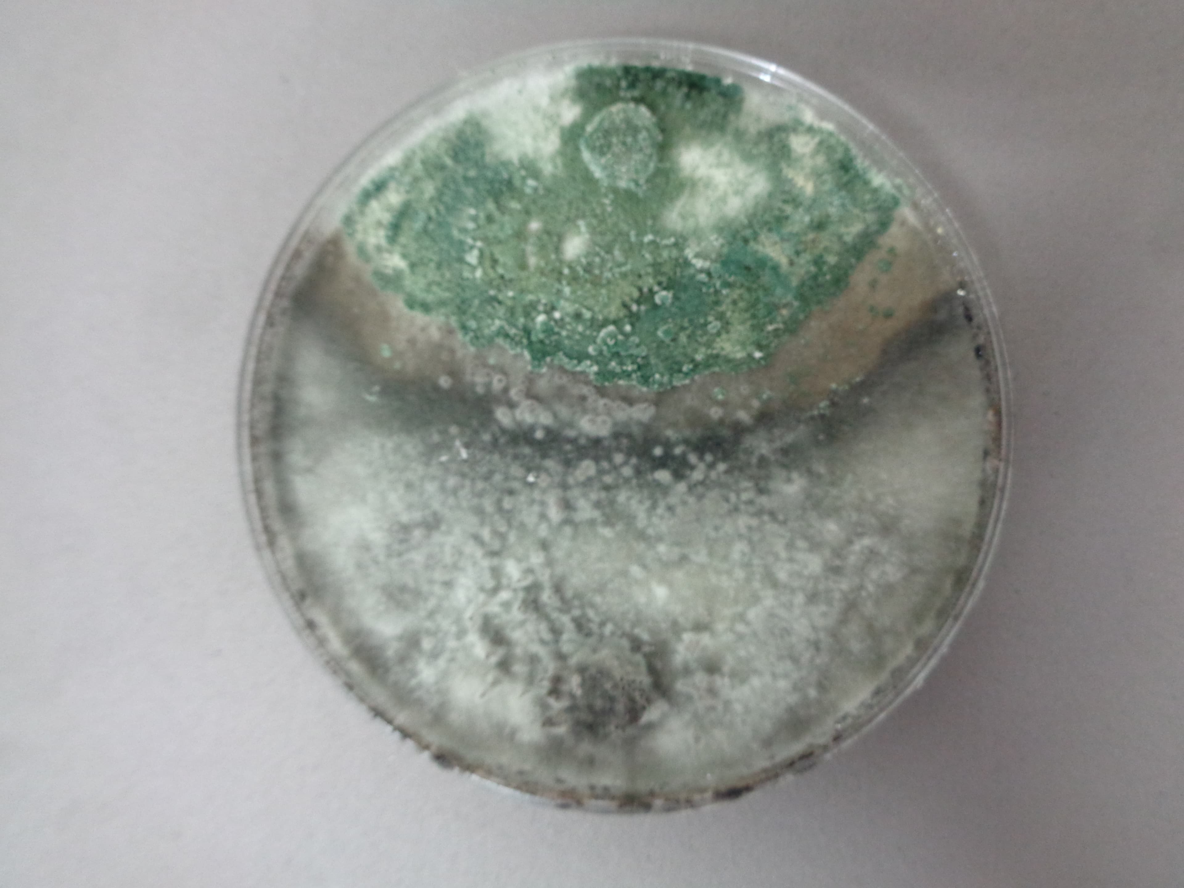 Esporulacion de Trichoderma