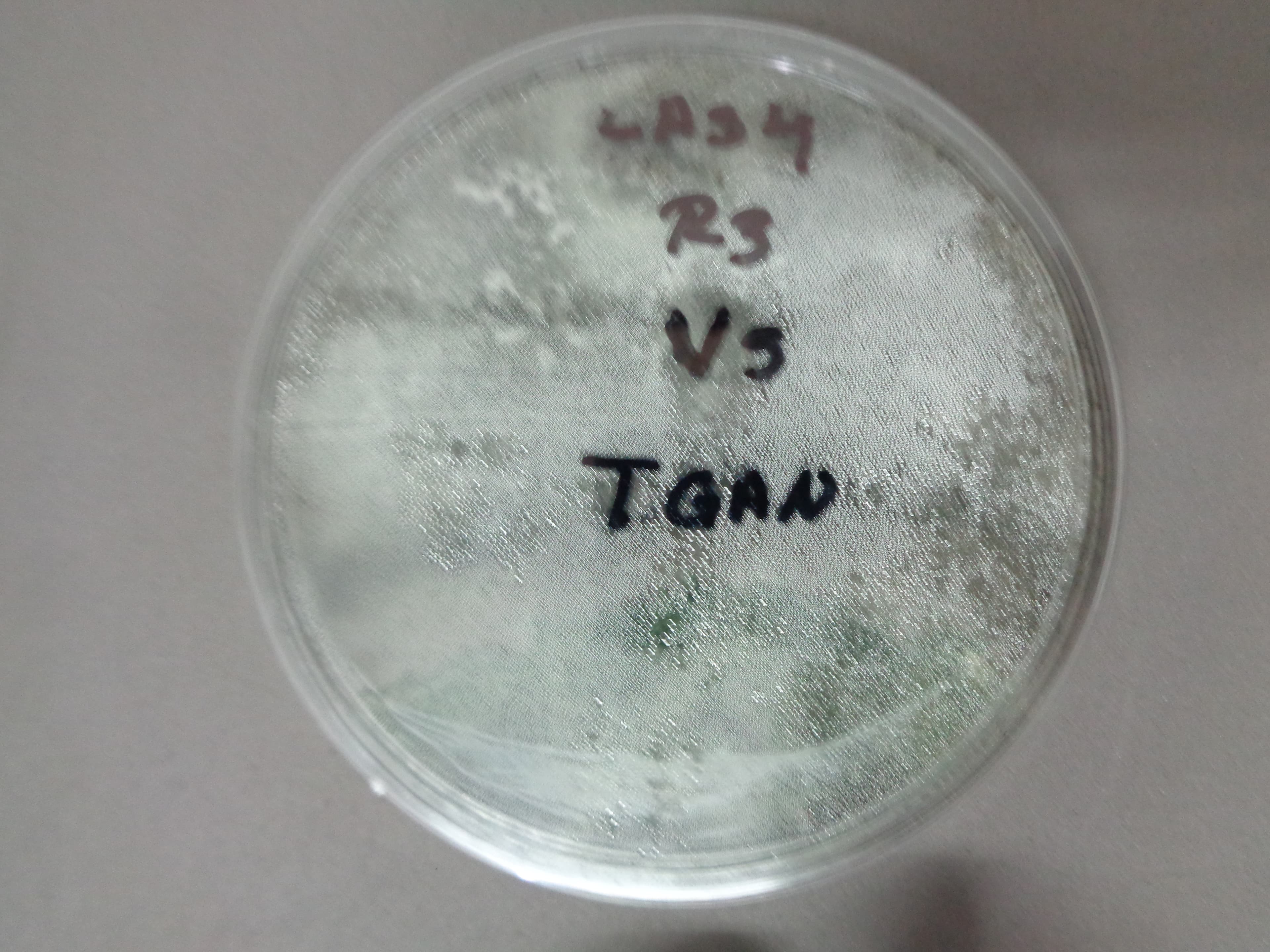 Trichoderma antagonismo