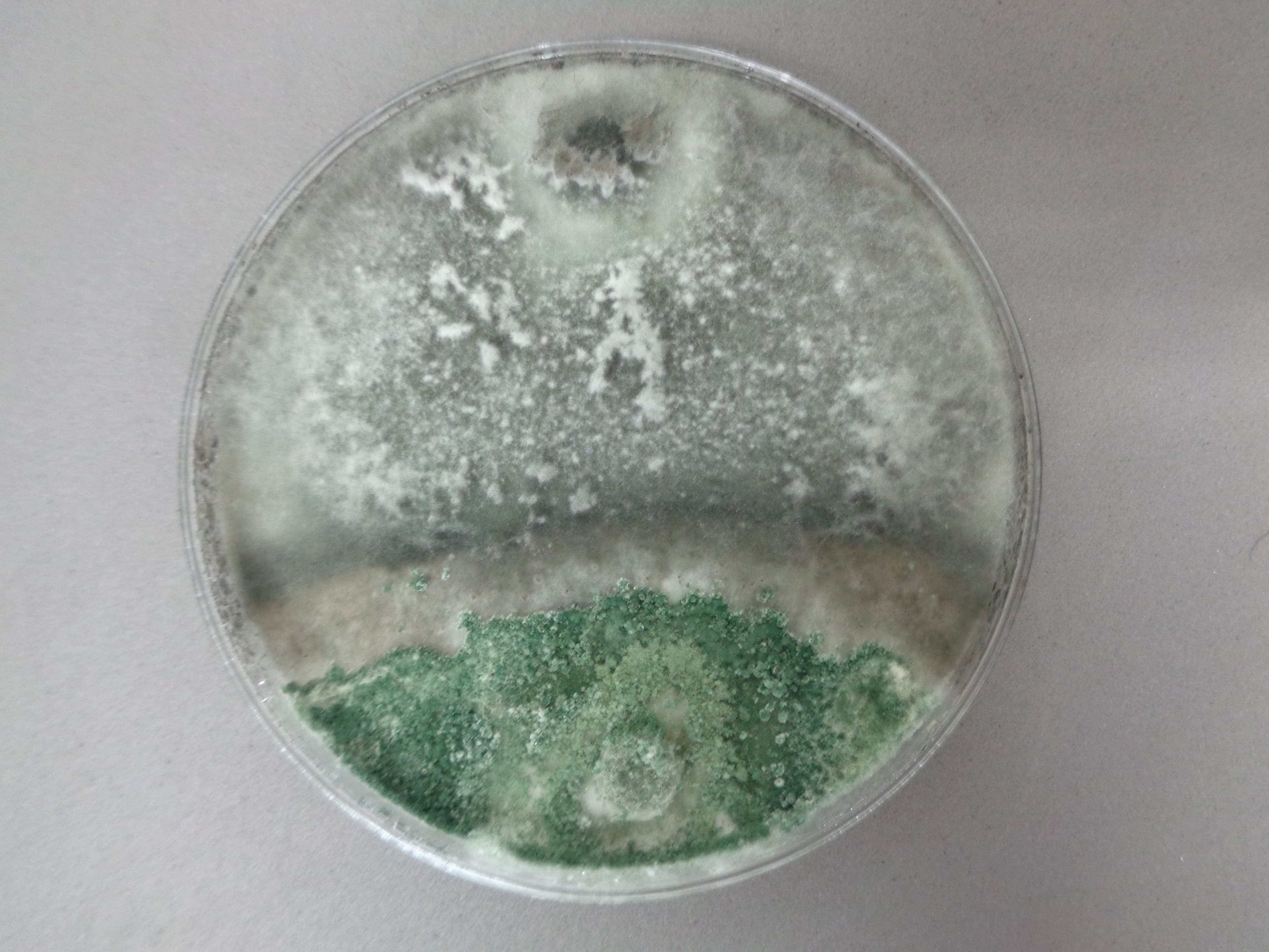 Colonia madura de Trichoderma