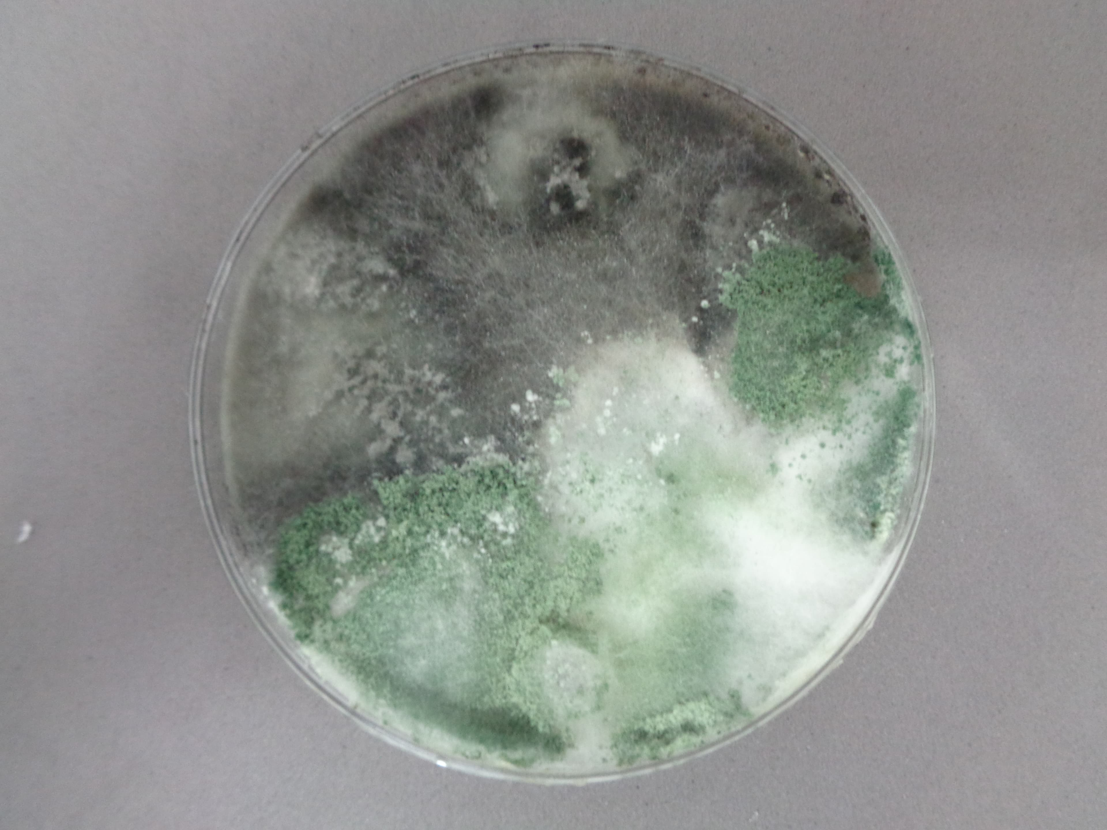 Trichoderma crecimiento