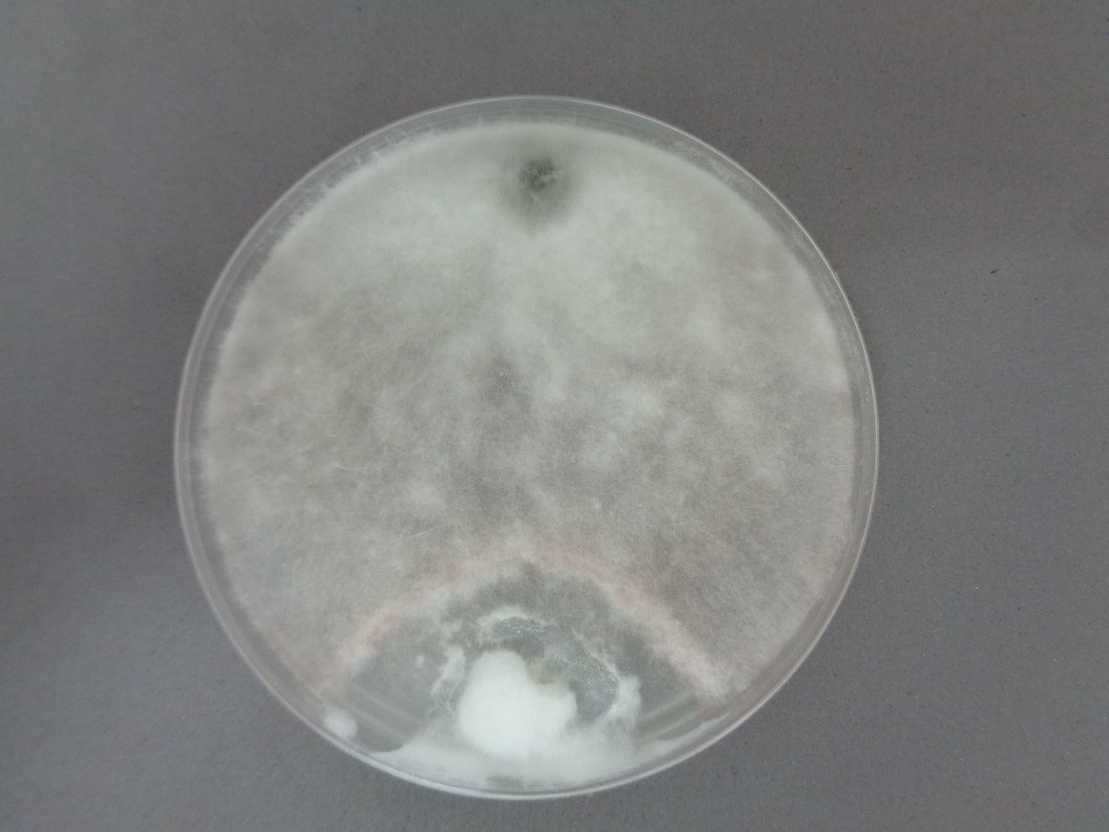 Trichoderma pigmentacion verde