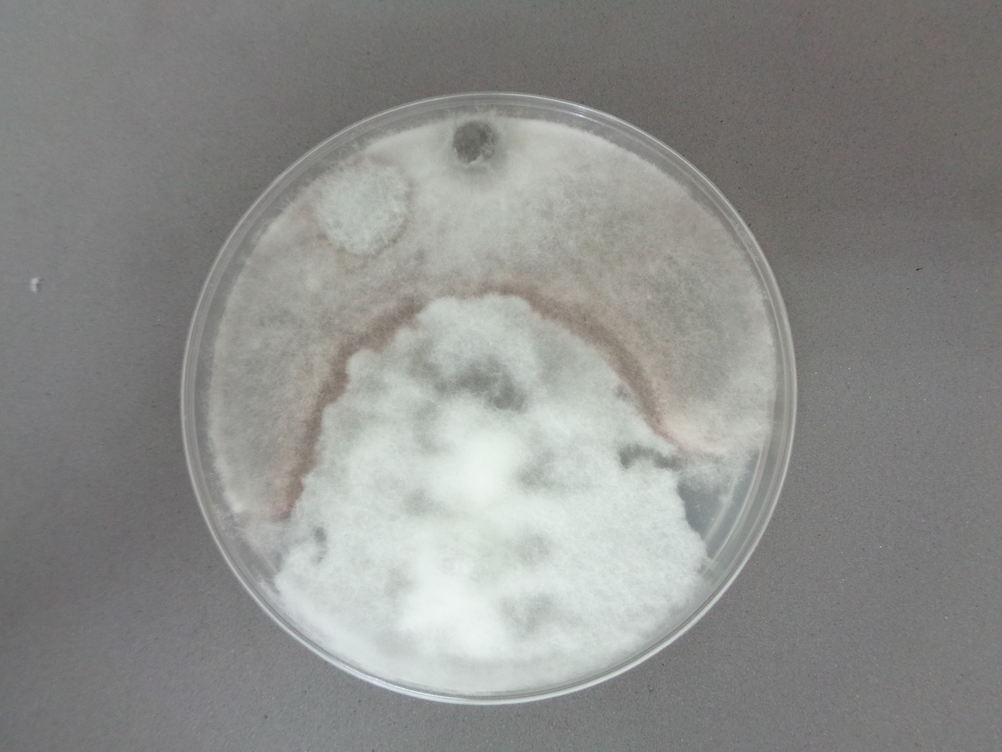 Trichoderma micelio aereo