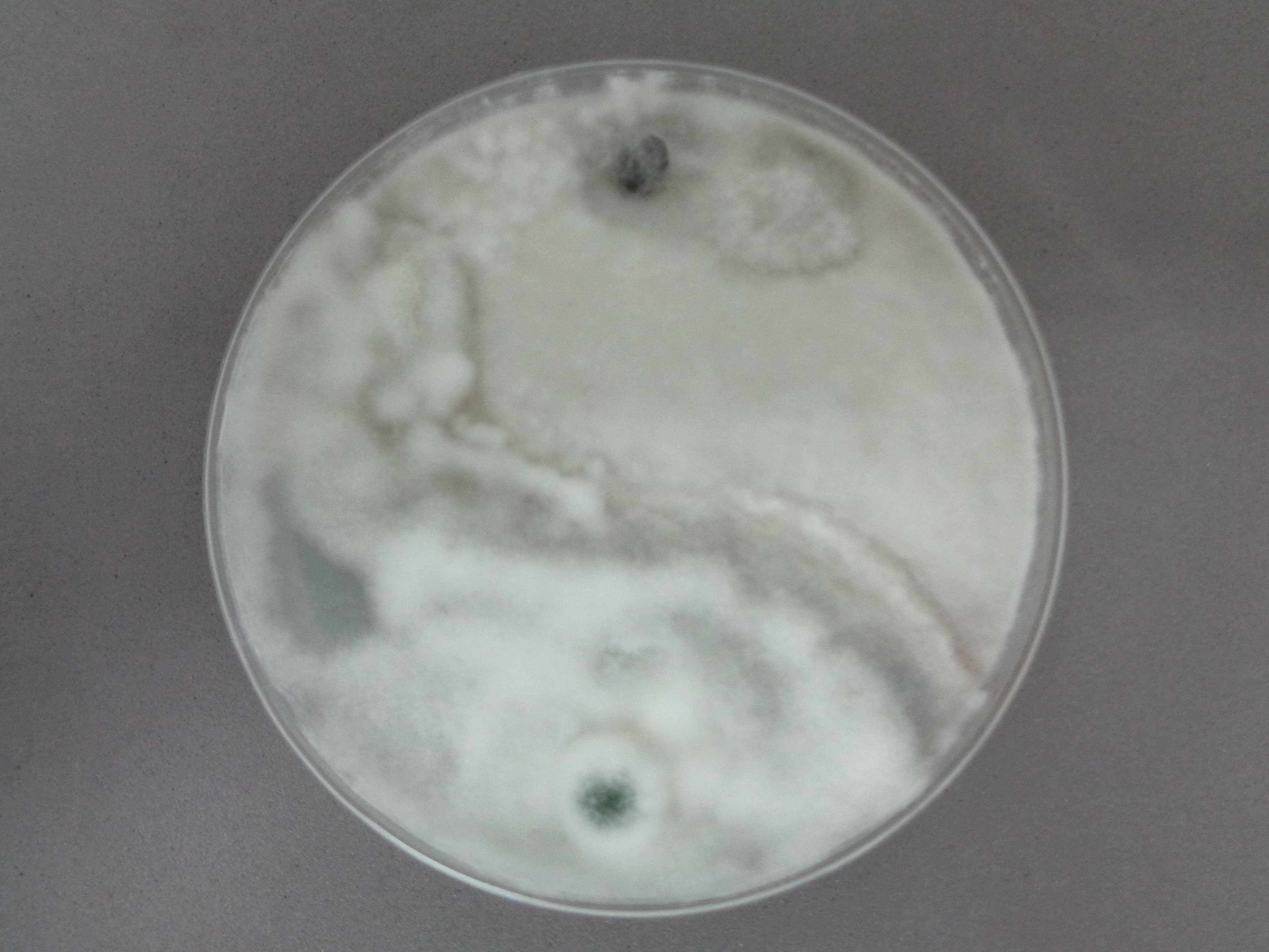 Trichoderma conidioforos