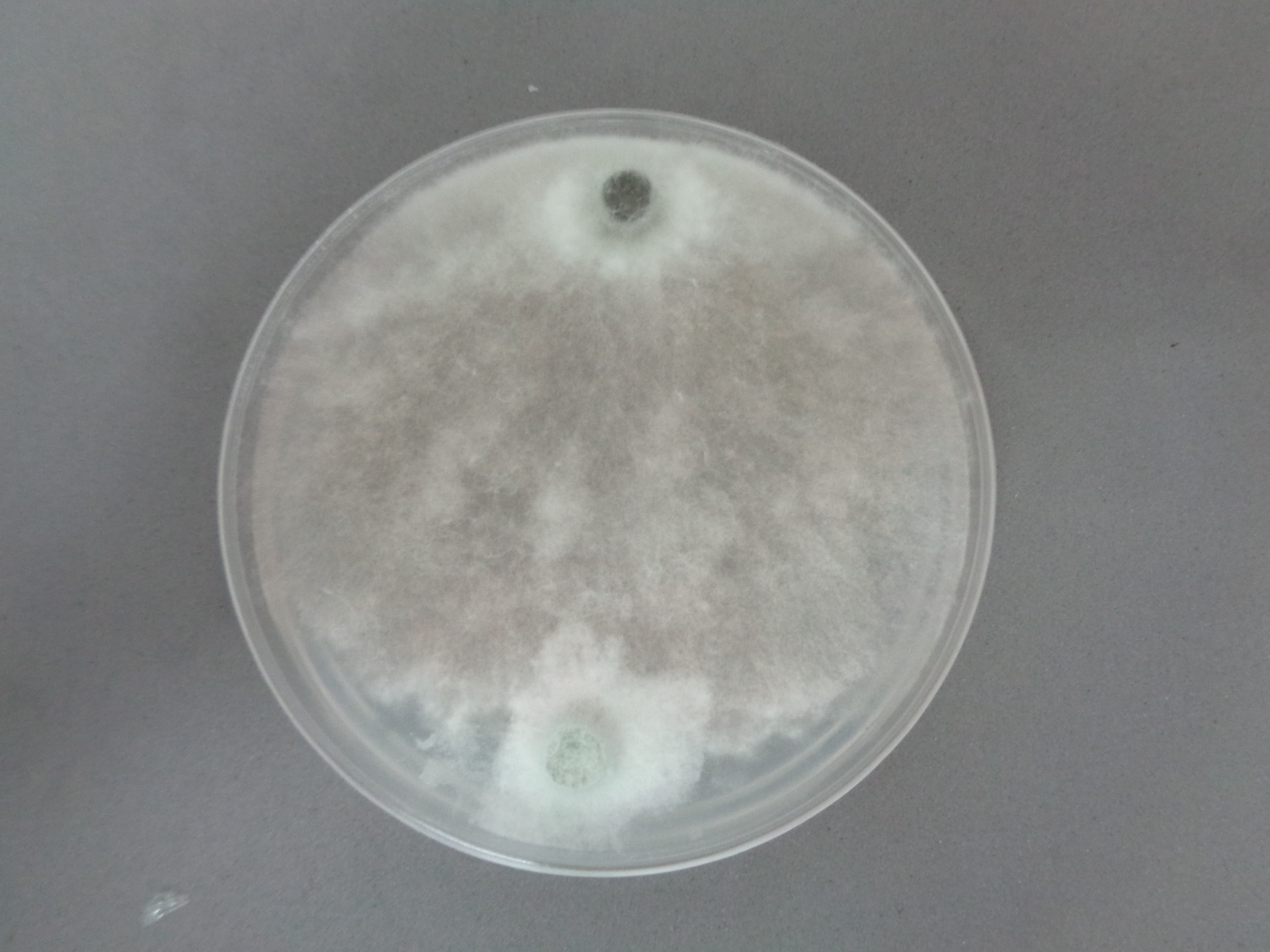 Trichoderma placa completa