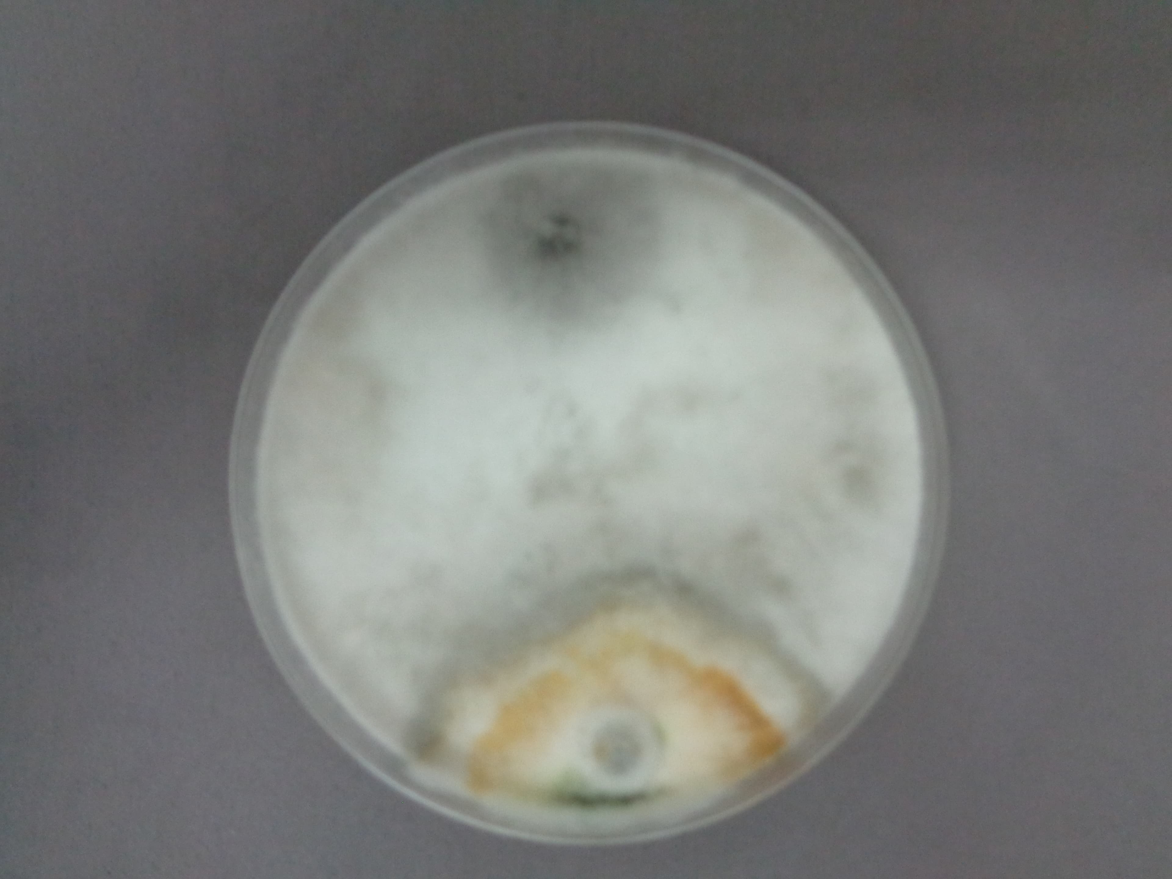 Trichoderma masas de esporas